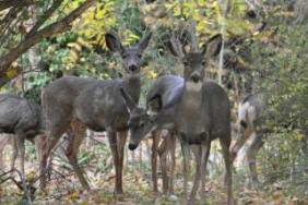 Herd of Deer