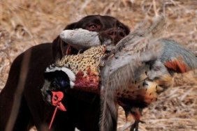 Hunting Dog Returning