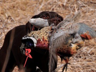 Hunting Dog Returning