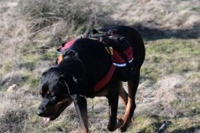 Dog Backpacking