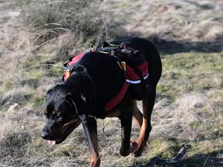 Dog Backpacking