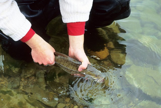 How to Catch and Release with Ease - LiveOutdoors