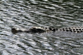 © Eg004713 | Dreamstime.com - Head Of Alligator Photo