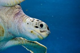 © Troywegman | Dreamstime.com - Sea Turtle Photo