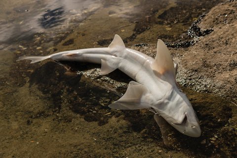 © Pstedrak | Dreamstime.com - Baby Shark Carcass Photo