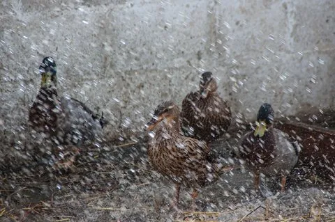 How to Make The Most of Duck Hunting in The Rain - LiveOutdoors