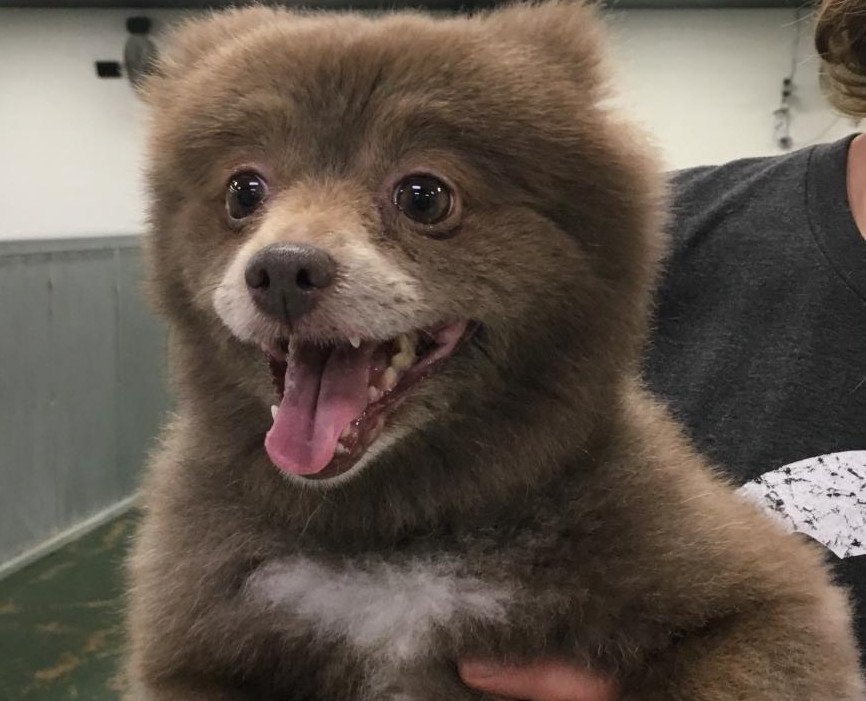 Puppy that looks like a shop bear cub