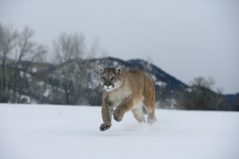 Why Winter is the Best Time to Spot Mountain Lions - LiveOutdoors