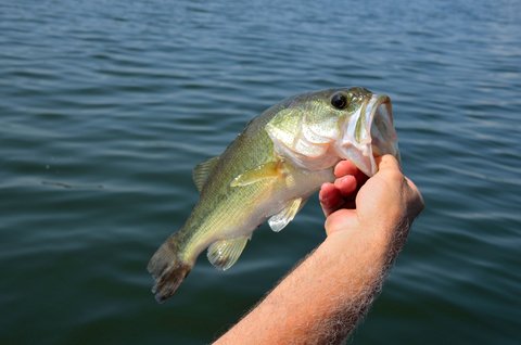5 of the Best Bass Lures for Catching Whoppers - LiveOutdoors