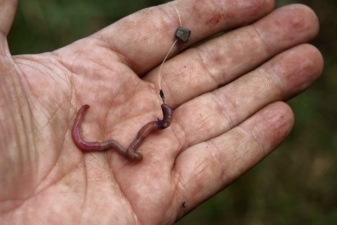 How to Catch More Fish With Worms - LiveOutdoors