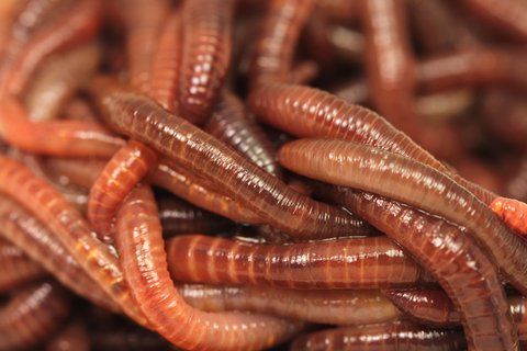 Four Best Worms for Ice Fishing and How to Use Them