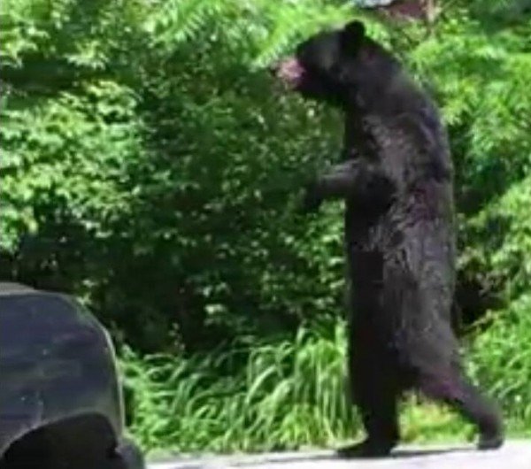 Pedals the Bear Resurfaces in New Jersey LiveOutdoors