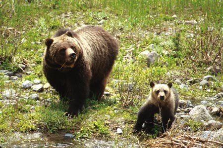 Famous Bear Cub Killed in Hit and Run at Grand Teton - LiveOutdoors