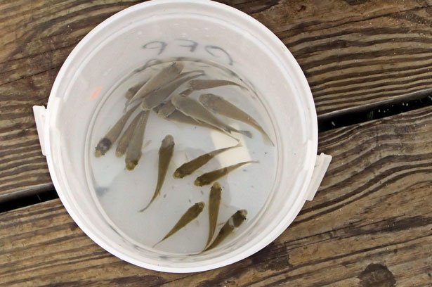 What To Do With Leftover Live Bait - LiveOutdoors