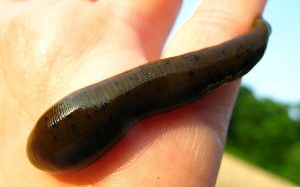 Why Summer is Prime Time for Fishing Leeches - LiveOutdoors