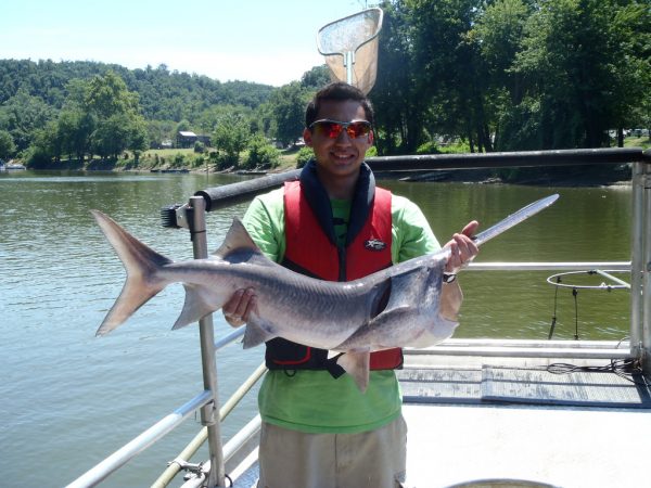 Paddlefish: A Well-Protected Ancient Oddity - LiveOutdoors