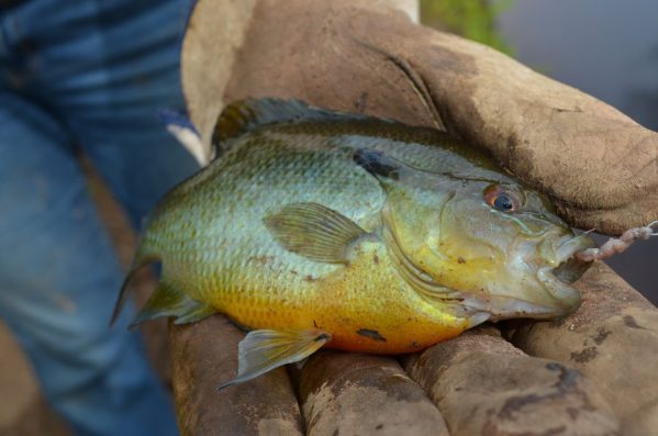 Sunder Fish Freshwater Archives - Page 4 of 9 - LiveOutdoors