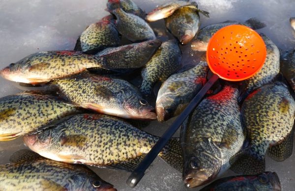 Ice Fishing BIG First Ice Crappies With NEW LURE! 
