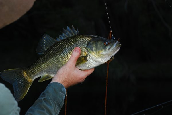 5 Winter Bass Lures You Need in Your Tackle Box - LiveOutdoors 5 Winter Bass Lures You Need in Your Tackle Box - LiveOutdoors