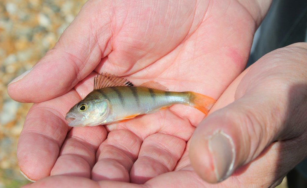 3 Easy Ways to Catch Live Bait LiveOutdoors