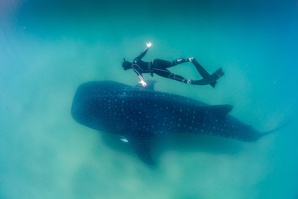 How to Catch Sharks From Shore - LiveOutdoors