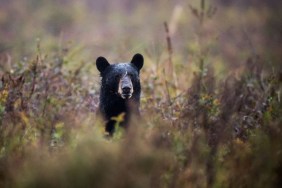 Black bear