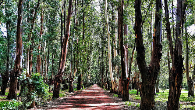 Eucalyptus trees