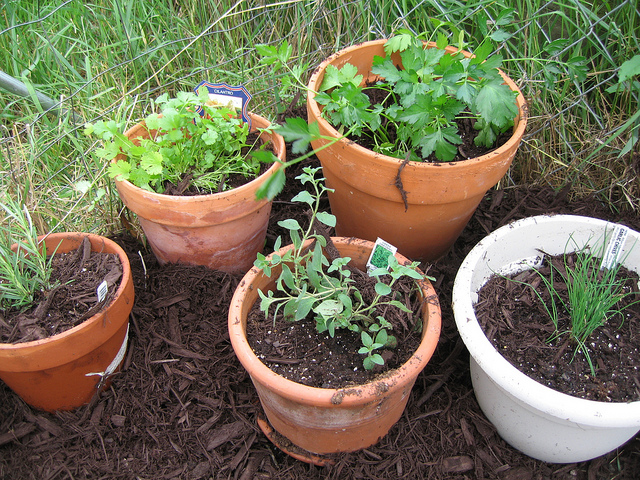 Plant an herb garden