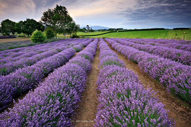 Lavender oil