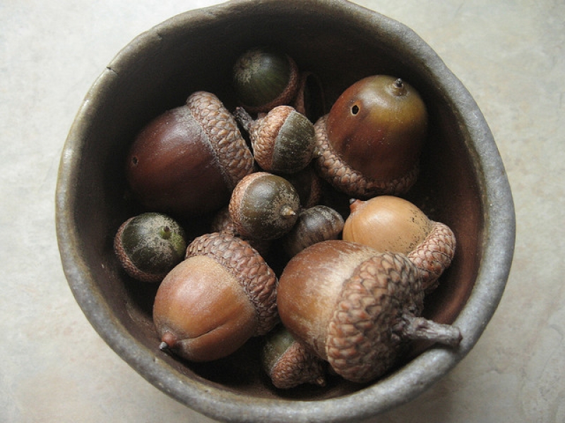 Turn an acorn into a whistle 