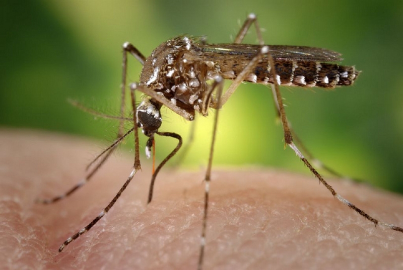 Johnson's baby creamy oil can repel mosquitoes 