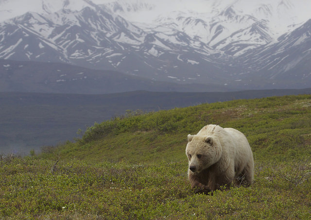 Denali National Park