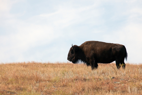 Custer State Park, South Dakota