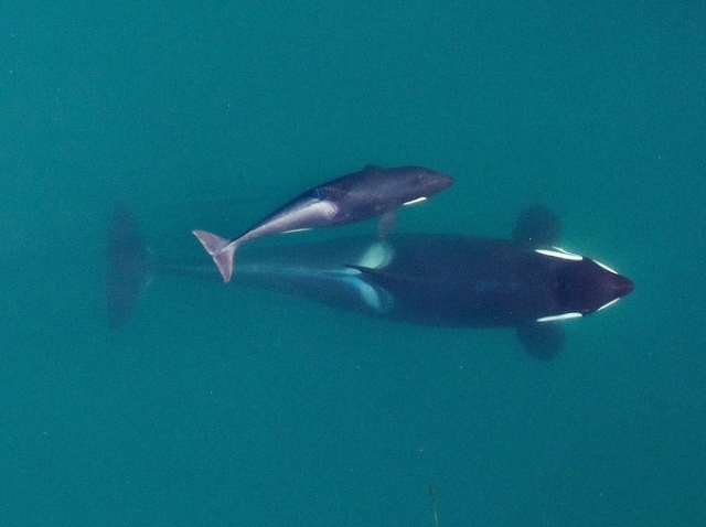 Adult female with calf