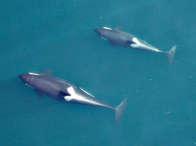 Aadult female with offspring