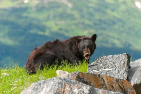 King of the mountain