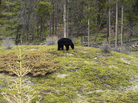 Black bear in field