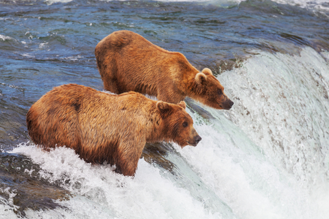 Grizzlies in Alaska