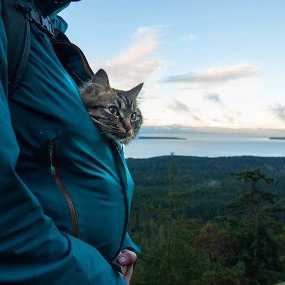 #CampingWithCats