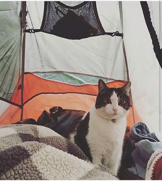 #CampingWithCats