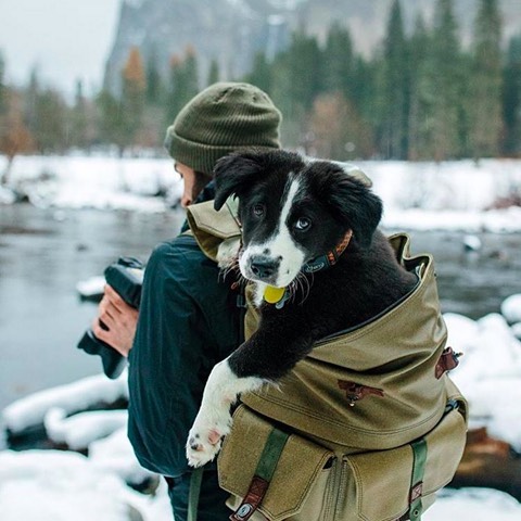 Camping With Dogs