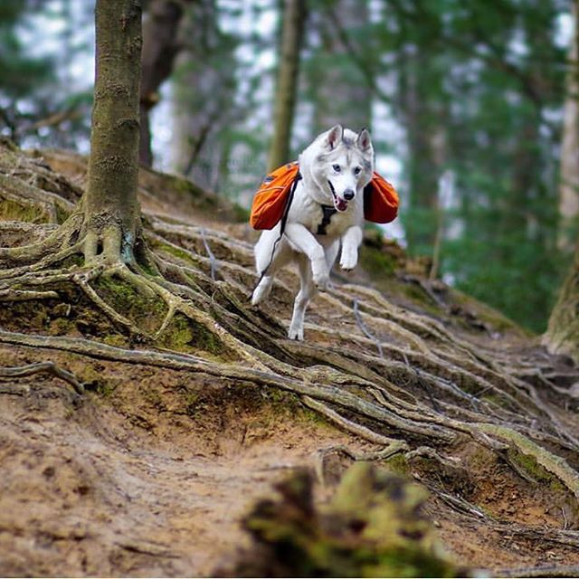 Camping With Dogs