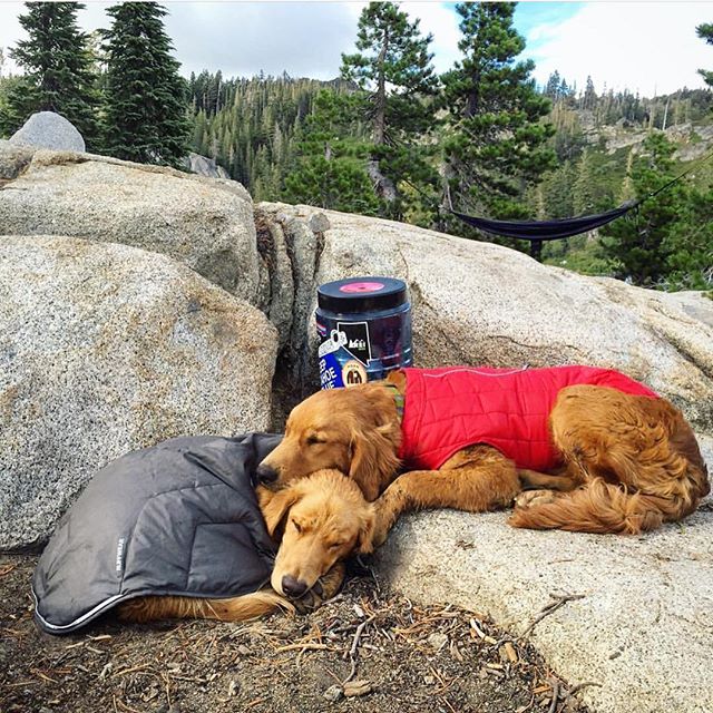 Camping With Dogs