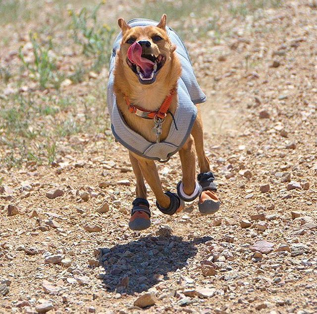 Camping With Dogs