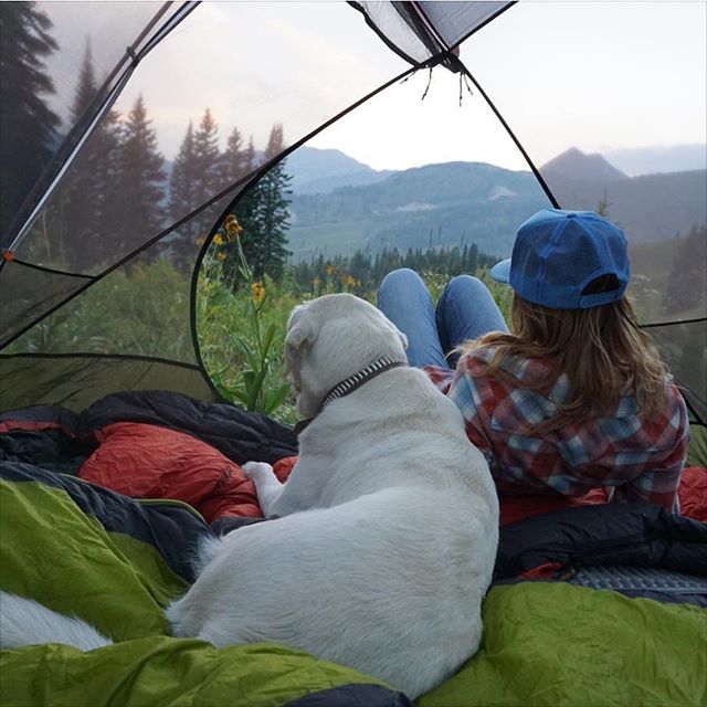 Camping With Dogs