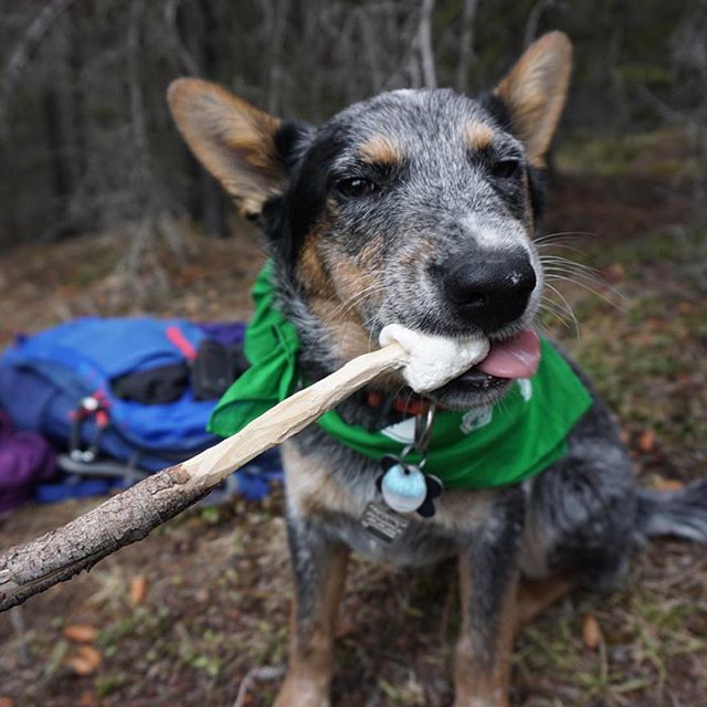 Camping With Dogs