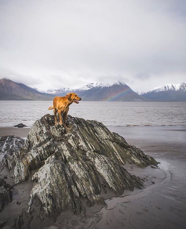 Camping With Dogs