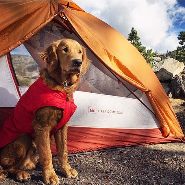 Camping With Dogs