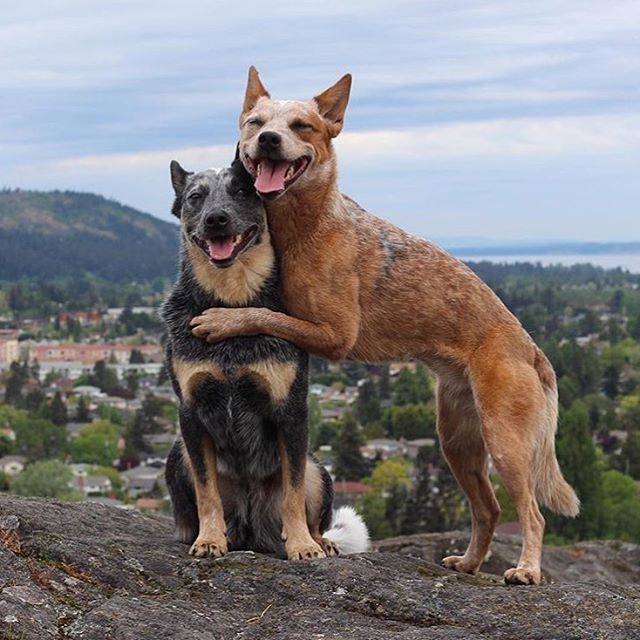 Camping With Dogs