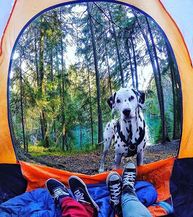 Camping With Dogs